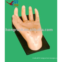 Health Hand Model, Wholesale For Practice Hands,realistic hand